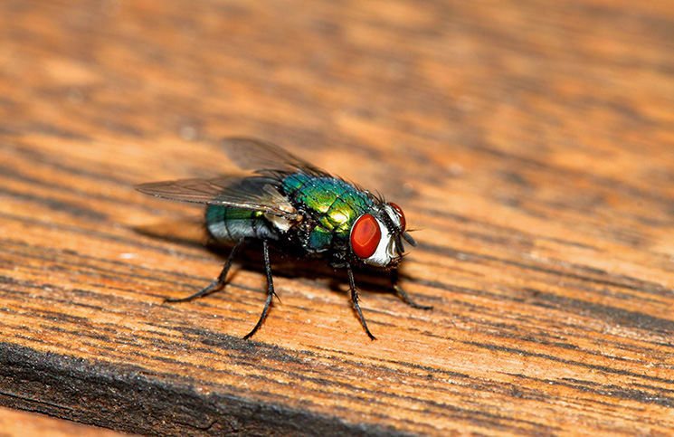 Extreme Problem Solver | Jokes Times