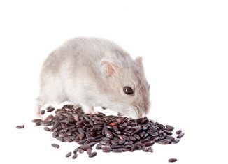 Talented Hamster Jokes Times