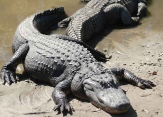 Alligators in Pool Jokes Times