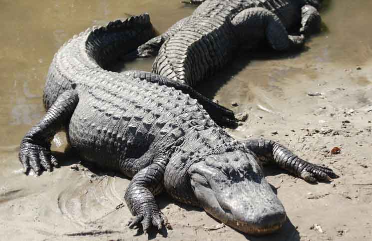 Alligators in Pool Alligators in Pool Jokes Times