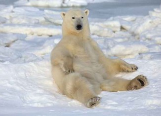 Am I a Real Polar Bear Jokes Times