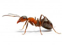 Ant Adventure Jokes Times