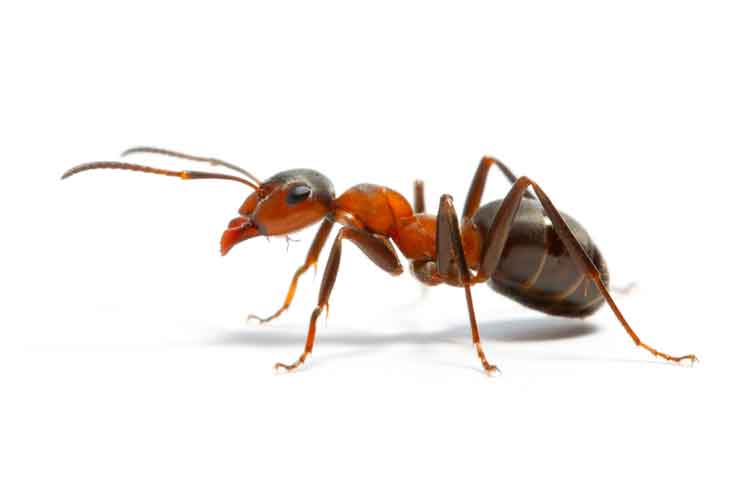 Ant Adventure Ant Adventure Jokes Times