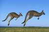 Aussie Flight Simulator Jokes Times
