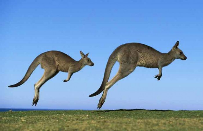 Aussie Flight Simulator Jokes Times Aussie Flight Simulator Jokes Times
