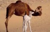 Baby Camel Jokes Times