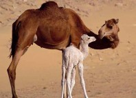Baby Camel Jokes Times