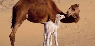 Baby Camel Jokes Times