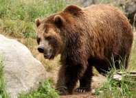 Bear Hunting Bear Hunting Jokes Times