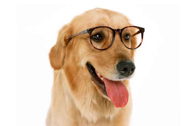 Bilingual Job Bilingual Job Jokes Times