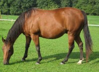 Blind Horse Jokes Times