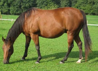 Blind Horse Jokes Times