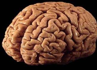 Brain Transplant Jokes Times