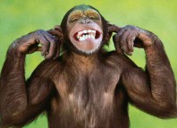 C Monkey Jokes Times