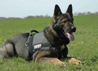 Canine Unit Jokes Times