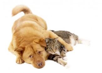 Cats and Dogs Jokes Times