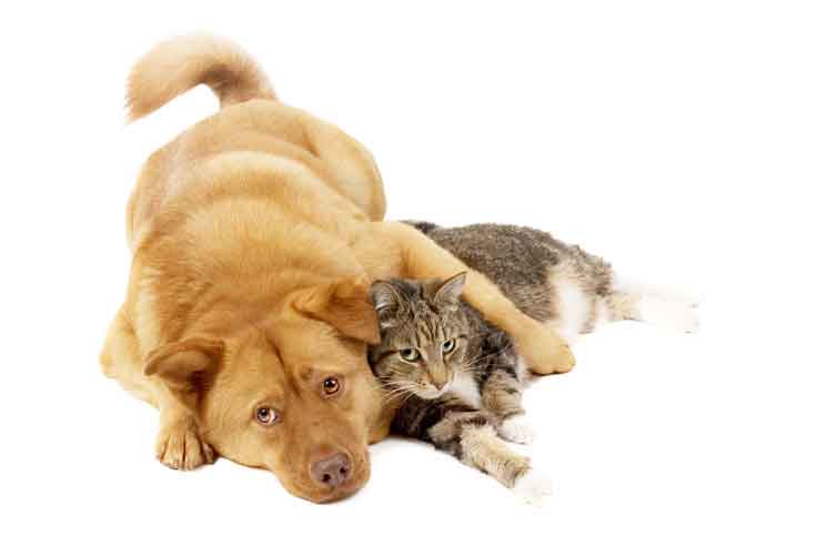 Cats and Dogs Cats and Dogs Jokes Times