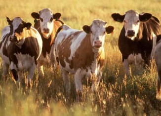 Cattle Ranch Jokes Times