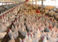 Chicken Farm Jokes Times