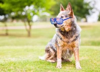 Clever Dog Clever Dog Jokes Times