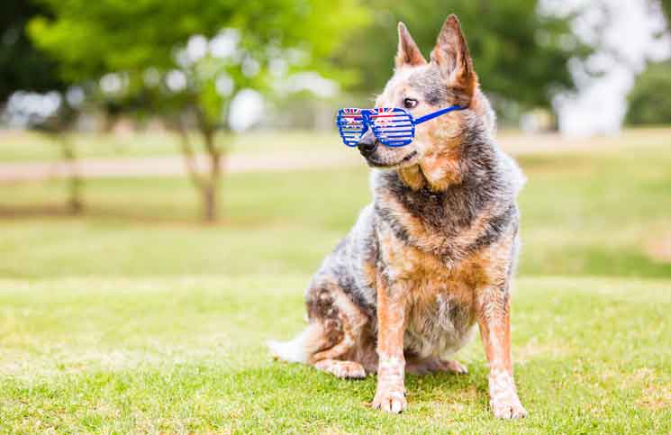 Clever Dog | Jokes Times