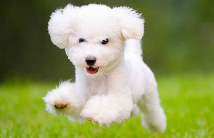 Clever Dog | Jokes Times