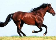 Constipation Horse Constipation Horse Jokes Times