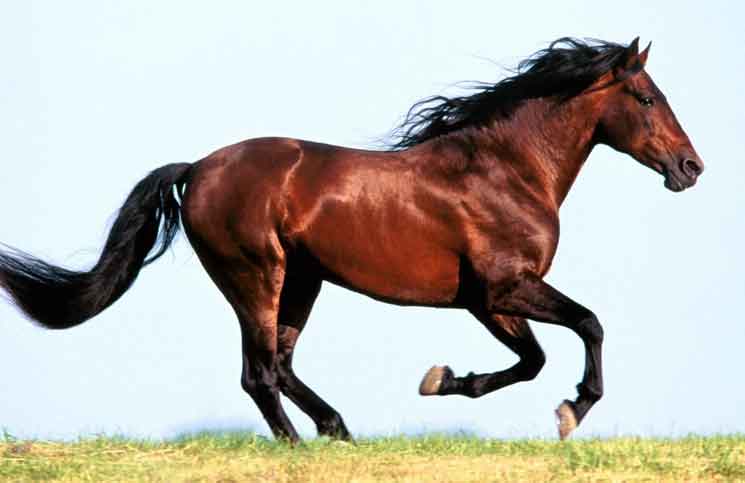 Constipation Horse Constipation Horse Jokes Times