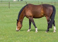 Cowboy and His Horse Jokes Times