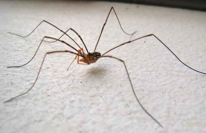 Daddy Longlegs Spider Jokes Times