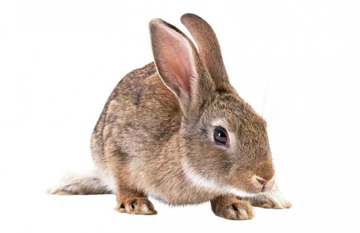 Dead Rabbit Jokes Times Dead Rabbit Jokes Times