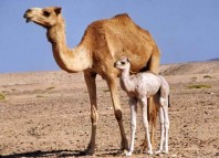 Desert Camel Desert Camel Jokes Times