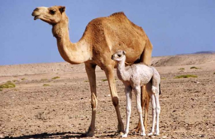 Desert Camel Jokes Times