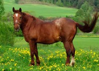 Enchanted Rattlesnake Jokes Times