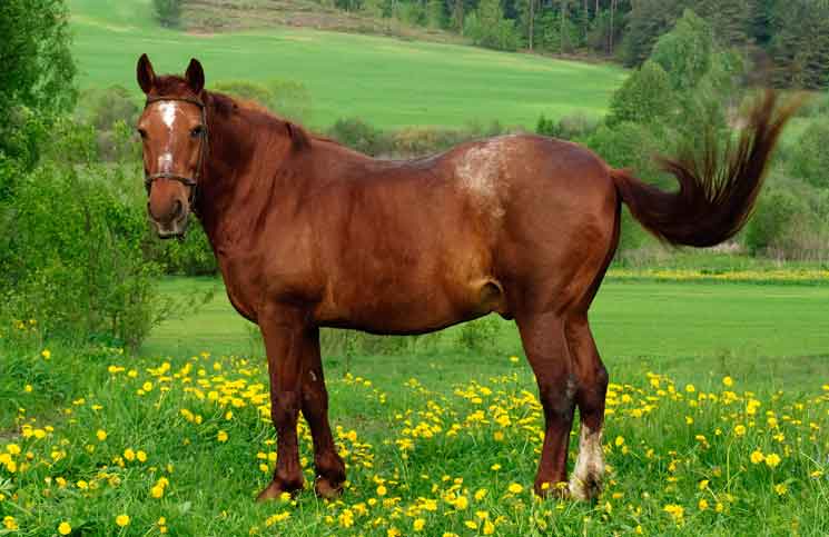 Enchanted Rattlesnake Enchanted Rattlesnake Jokes Times