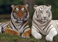 Four Little Animals Jokes Times
