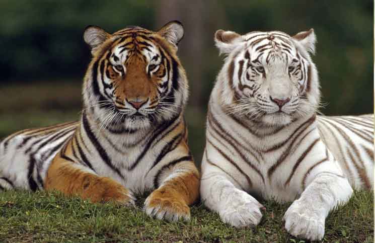 Four Little Animals Four Little Animals Jokes Times