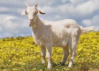 Goat Jump into the Hole Jokes Times