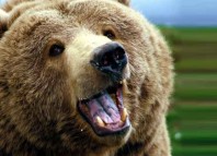 Grizzly Bears Jokes Times