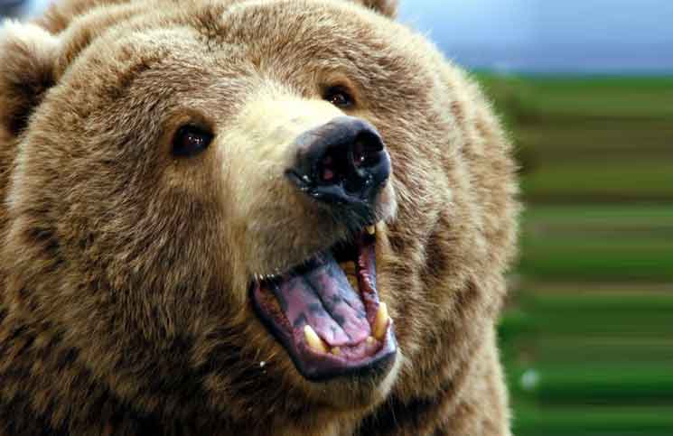 Grizzly Bears Grizzly Bears Jokes Times