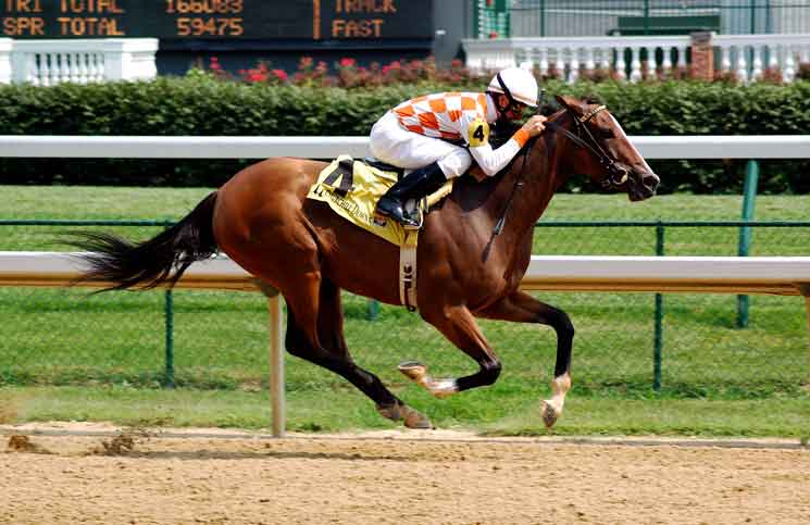 Horse Races Horse Races Jokes Times