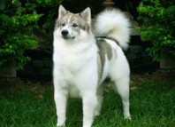 Lunatic and his Dog Jokes Times