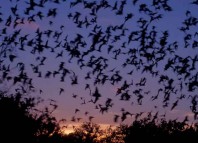 New Bats in the Cave Jokes Times