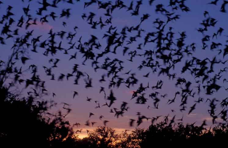New Bats in the Cave New Bats in the Cave Jokes Times