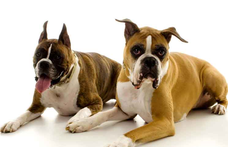 New Breed of Dogs New Breed of Dogs Jokes Times