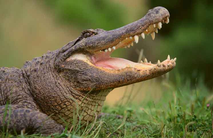 Pearls Necklace Pearls Necklace Jokes Times