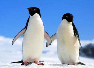 Penguins in the Back Seat Jokes Times