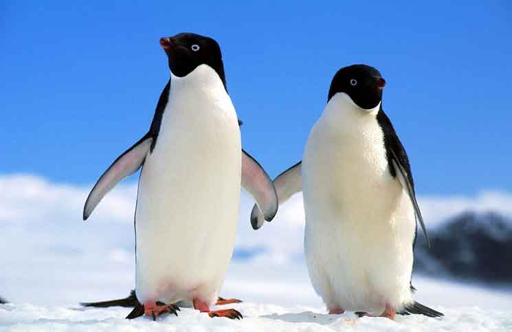 Penguins in the Back Seat Jokes Times