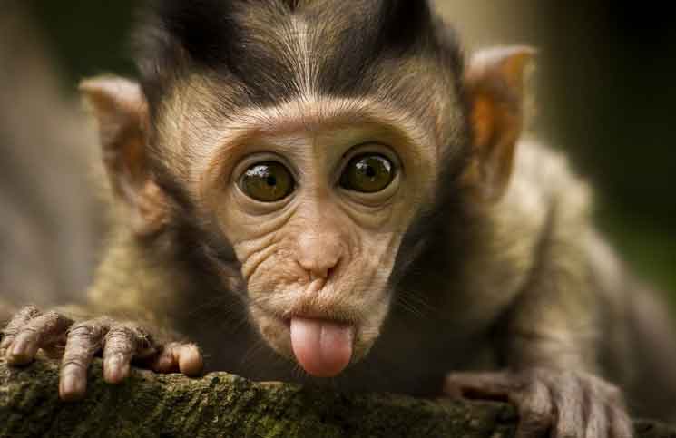 Pianist’s Monkey Pianists Monkey Jokes Times