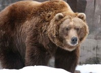 Recognize Grizzly Bear Jokes Times